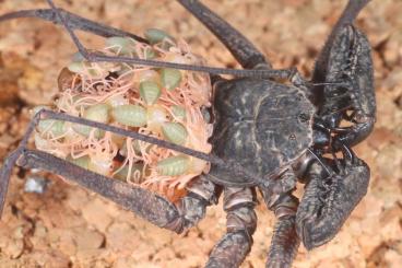 Spiders and Scorpions kaufen und verkaufen Photo: Scorpions, whipspiders and Isopodes for shipping or local pickup