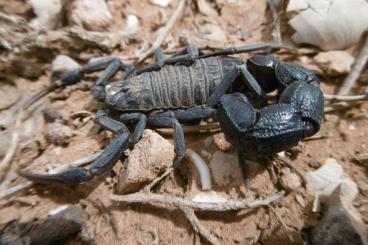 Spiders and Scorpions kaufen und verkaufen Photo: Scorpions, whipspiders and Isopods for shipping or local pickup
