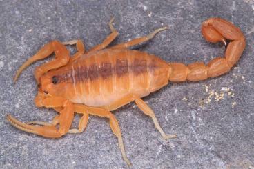 Spiders and Scorpions kaufen und verkaufen Photo: Scorpions, whipspiders and Isopods for Hamm