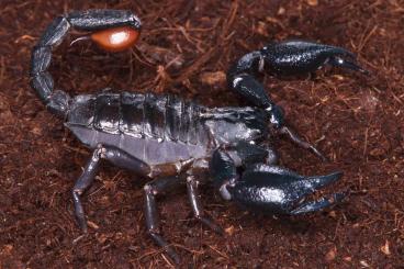 Spiders and Scorpions kaufen und verkaufen Photo: Scorpions, whipspiders and Isopods for Hamm
