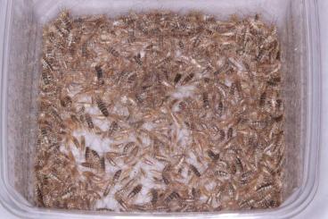 Feeder animals kaufen und verkaufen Photo: Thermobia domestica - Firebrats - Ofenfischchen 
