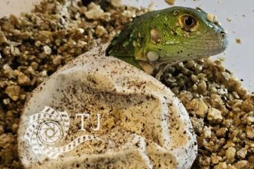 Echsen  kaufen und verkaufen Foto: Iguana iguana , green het Axanthic