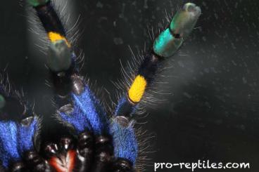 Spinnen und Skorpione kaufen und verkaufen Foto: Suche: 1,0 Poecilotheria metallica ADULT