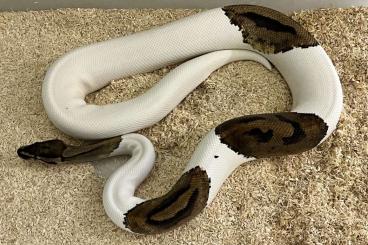 Snakes kaufen und verkaufen Photo: Königspython: Piebald, Leopard, Highway, WEIBCHEN adult TOP!