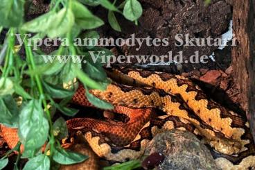 Venomous snakes kaufen und verkaufen Photo: Biete als Aussteller für Hamm September oder Abholung