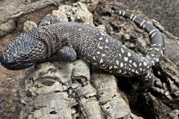 other lizards kaufen und verkaufen Photo: 2.1 Heloderma horridum horridum NZ2020 Handover in Hamm or Snakeday