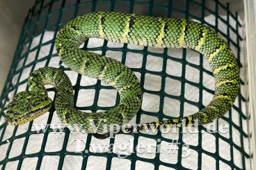 Venomous snakes kaufen und verkaufen Photo: We can offer some nice animals for Hamm December as Seller