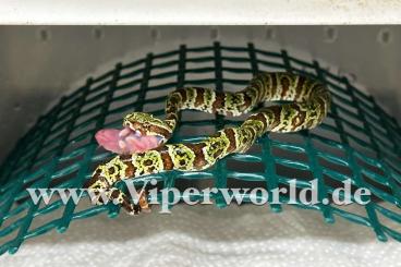 Venomous snakes kaufen und verkaufen Photo: Some nice Species available for Hamm December