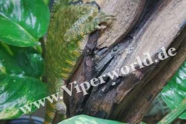 Agamen kaufen und verkaufen Foto: Gonocephalus doriae Borneo available for Hamm