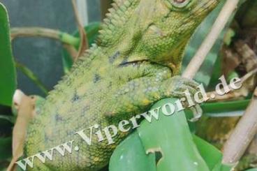 Agama kaufen und verkaufen Photo: Gonocephalus doriae Borneo available for Hamm