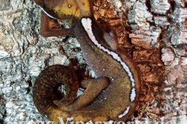 Geckos kaufen und verkaufen Photo: 3.2 Aeluroscalabotys cf.dorsalis Hamm