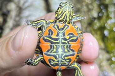 Sumpfschildkröten kaufen und verkaufen Foto: Chrysemys picta bellii NZ 2024