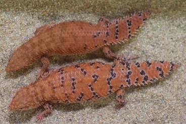 Lizards kaufen und verkaufen Photo: Offer Egernia spp. for handover in Hamm