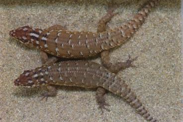 Echsen  kaufen und verkaufen Foto: Offer Egernia spp.                                    