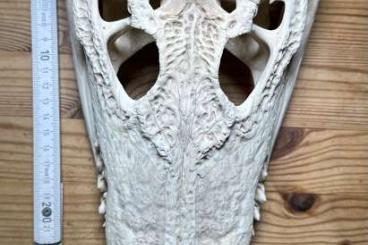 Sonstiges kaufen und verkaufen Foto: Siamkrokodil Schädel Crocodylus siamensis skull