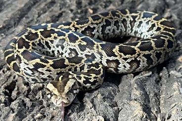 Pythons kaufen und verkaufen Photo: Half Dwarf Burmese Pythons / Halbzwerg Tigerpythons /