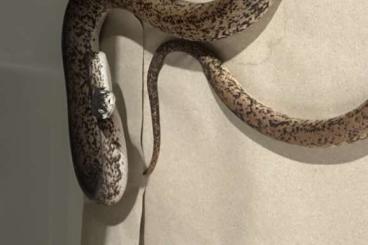 Schlangen kaufen und verkaufen Foto: Liasis savuensis / Savu Python