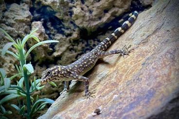 Lizards kaufen und verkaufen Photo: Pristurus celerrimus subadult 