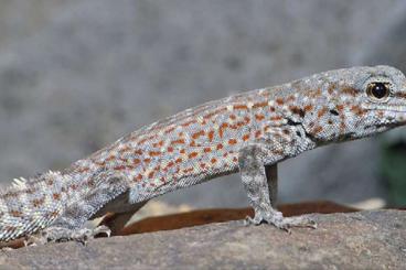 Geckos kaufen und verkaufen Foto: Pristurus cf. rupestris CB 24