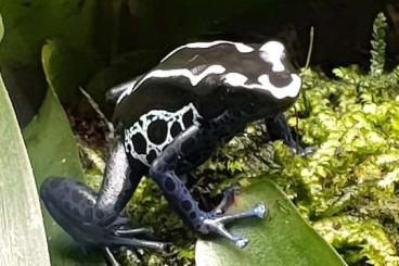 Pfeilgiftfrösche kaufen und verkaufen Foto: Dendrobates tinctorius "Cayenne"