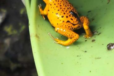 frogs kaufen und verkaufen Photo: Oophaga pumilio "Nancy" NZ 2024