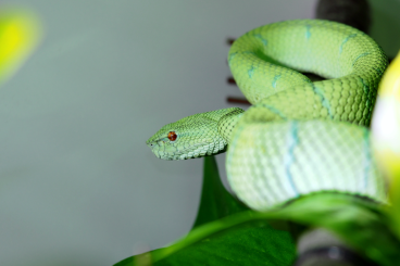 Giftschlangen kaufen und verkaufen Foto: Looking for Tropidolaemus subannulatus BOHOL