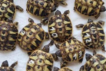 Tortoises kaufen und verkaufen Photo: Griechische Landschildkröten THB von 2024