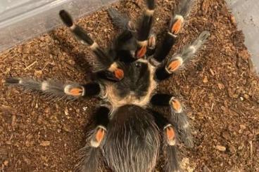 - bird spiders kaufen und verkaufen Photo: Brachypelma auratum Weibchen 