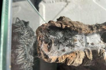 Spiders and Scorpions kaufen und verkaufen Photo: Ybyrapora sooretama Nz 03/25