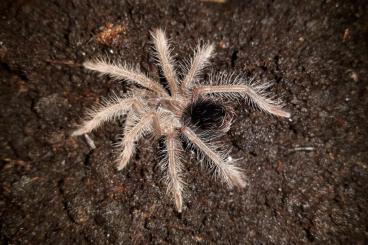 Spiders and Scorpions kaufen und verkaufen Photo: Spinnen Nachzuchten abzugeben: Spiders and Scorpions kaufen und verkaufen Photo: Spinnen Nachzuchten abzugeben: