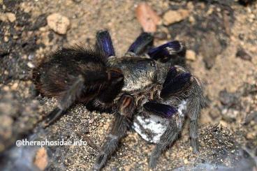 Vogelspinnen kaufen und verkaufen Foto: für Abholung oder Versand  