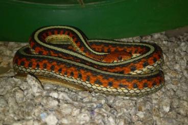 Colubrids kaufen und verkaufen Photo: Thamnophis sirtalis infernalis Colubrids kaufen und verkaufen Photo: Thamnophis sirtalis infernalis