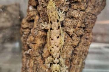 Lizards kaufen und verkaufen Photo: Lepidodactylus lugubris Hawaii for Hamm