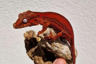 Echsen  kaufen und verkaufen Foto: High red Rhacodactylus auriculatus