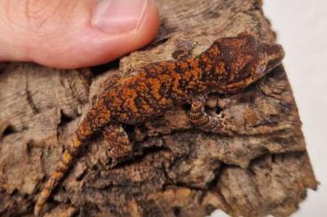 Lizards kaufen und verkaufen Photo: Rhacodactylus auriculatus 2024 for Hamm