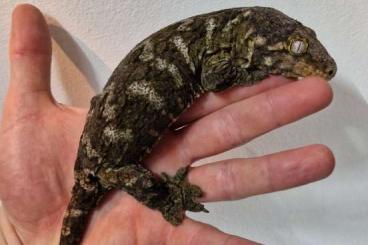 Echsen  kaufen und verkaufen Foto: Available for Hamm 0.1 proven Rhacodactylus leachianus Moro