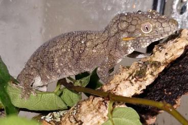 Lizards kaufen und verkaufen Photo: Looking for 1.0 Eurydactylodes symmetricus 