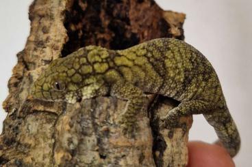Lizards kaufen und verkaufen Photo: 0.1 Eurydactylodes symmetricus Lizards kaufen und verkaufen Photo: 0.1 Eurydactylodes symmetricus