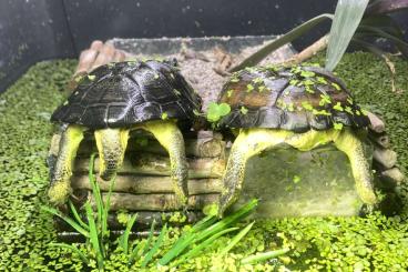 Sumpfschildkröten kaufen und verkaufen Foto: 1.0 Mauremys sinensis und Zuchtpaar Pelosios nanus  