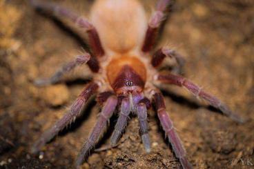 Spiders and Scorpions kaufen und verkaufen Photo: Für Hamm, Weinstadt oder Versand bei geeigneten Temperaturen