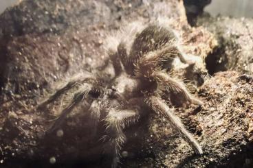 - bird spiders kaufen und verkaufen Photo: Grammostola pulchra, juveniles Männchen