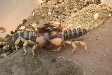 Scorpions kaufen und verkaufen Photo: Biete verschiedene ENZ Skorppione