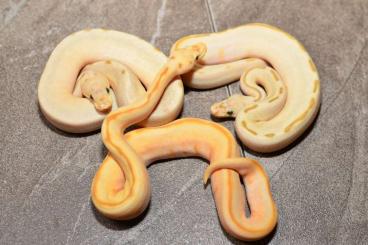 Pythons kaufen und verkaufen Photo: Biete für Houten Snakday oder Hannover 