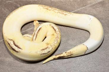 Schlangen kaufen und verkaufen Foto: Bestandsreduzierung, Python regius,  Breeder