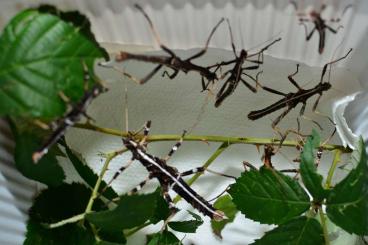 Insekten kaufen und verkaufen Foto: Sugaya aeta für Hamm nur bei Reservierung !