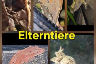 Geckos kaufen und verkaufen Photo: Kronengeckos Nachzuchten 2024 Geckos kaufen und verkaufen Photo: Kronengeckos Nachzuchten 2024