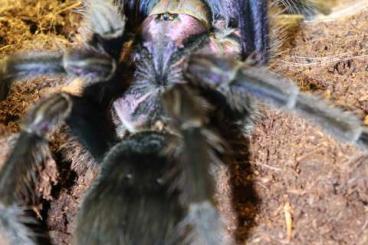 Spinnen und Skorpione kaufen und verkaufen Foto: Vogelspinnen                                                          