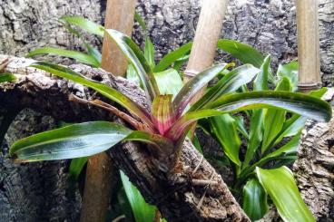 Lizards kaufen und verkaufen Photo: Suche 0,1 Anolis marmoratus marmoratus Trois Rivieres