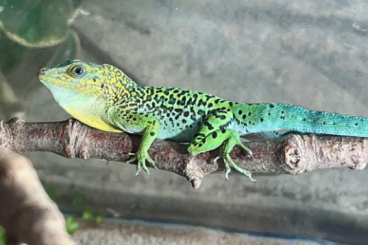 Lizards kaufen und verkaufen Photo: 1,0 Anolis marmoratus NZ Dezember 2024 Lizards kaufen und verkaufen Photo: 1,0 Anolis marmoratus NZ Dezember 2024