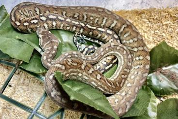 Schlangen kaufen und verkaufen Foto: Morelia bredli - Centralian Carpet Python